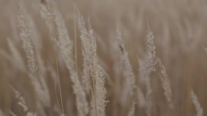 Колосья сухой травы