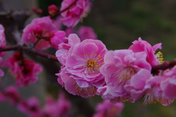梅の花のクローズアップ