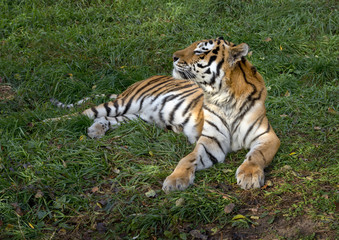 Ussurian   tiger