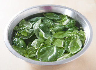 Fresh Genoese basil leaves in a stainless steel bowl filled with water