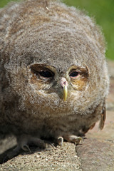 Schleiereule (Jungtier)