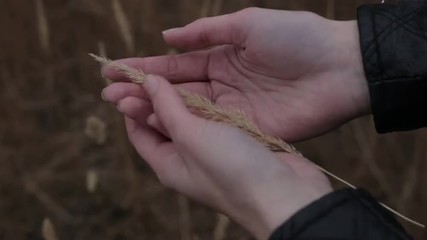 Колосок в руках