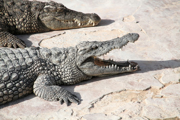 crocodile 20102015