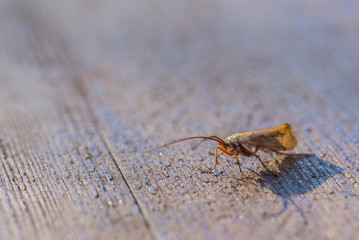 Single insect on old wooden table