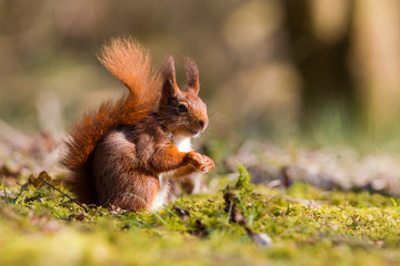 Red Squirrel