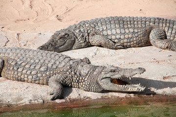 crocodile 20102015