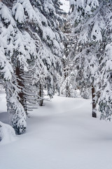 Snow-covered trees in the Giant Mountains , Poland.