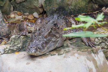 A Crocodile lying on the Rock
