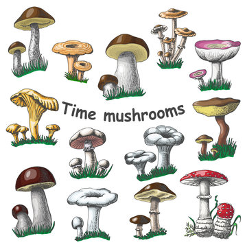 Vector collection of isolated mushrooms