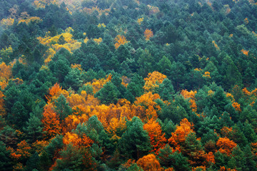 background of autumnal trees textures