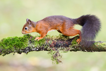 Red Squirrel
