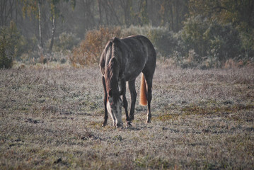 Konik na pastwisku © Mariusz Stoszewski