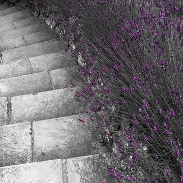 Curved tone steps lined by purple lavender flowers