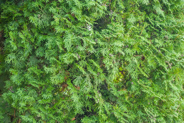 Green pine tree close-up