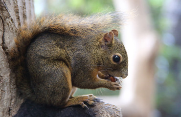 Obraz premium essendes Eichhörnchen