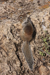 écureuil au Grand Canyon