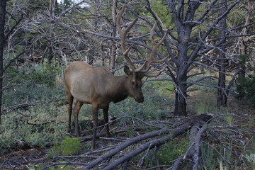 un cerf dans les bois