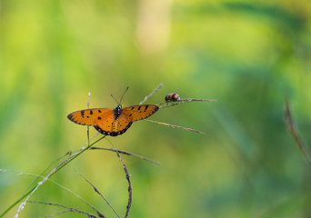 Yellow butterfly grass.