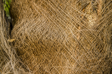 The bark of a palm tree