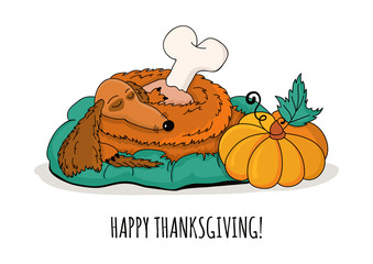 Sleeping dachshund dog with turkey leg and pumpkin, isolated on