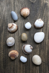 Fototapeta na wymiar Sea shells and pebbles on an old wooden plank