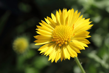 Yellow flower
