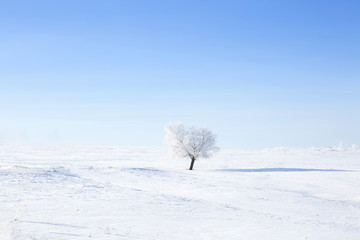 Alone frozen tree on winter field and blue sky