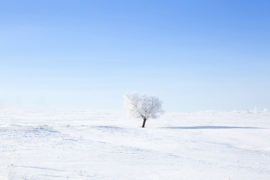 Fototapeta Alone frozen tree on winter field and blue sky
