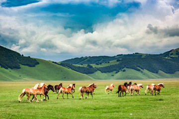 Wild horses in valley near Castelluccio, Umbria, Italy