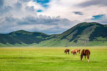 Fototapeta na wymiar Wonderful horses in valley near Castelluccio, Umbria, Italy