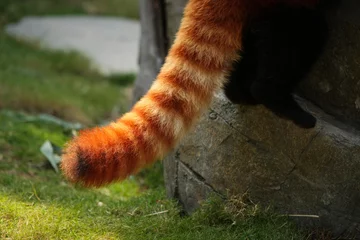 Peel and stick wall murals Panda Red panda fluffy tail