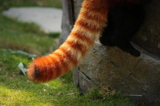 Fototapeta Red panda fluffy tail