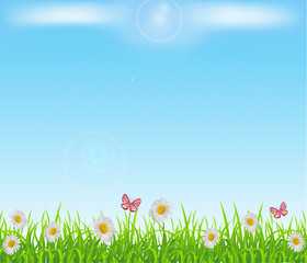 Fototapeta premium Green grass lawn with chamomile, butterflies and Sun shine ray on sky background. Vector