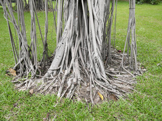 roots of tree