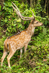 Chital is deer ,live in forest and is herbivorous