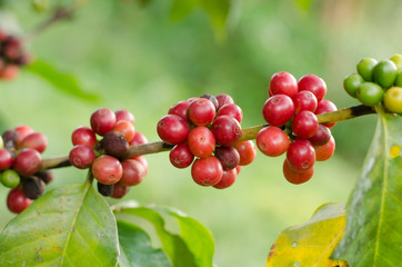 coffee beans growing on tree