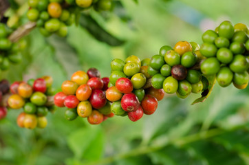 coffee beans growing on tree