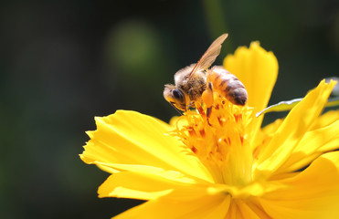 Bee and flower