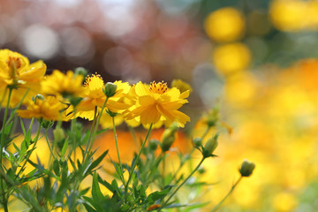 Yellow flower
