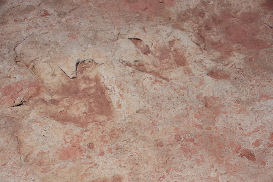 deux empreintes de dinosaures