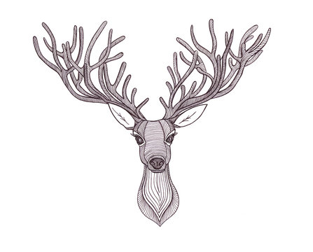 deer head. Beautiful horns. speaking look