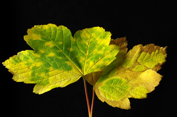 herbstliches ahornblatt