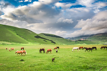 Fototapeta na wymiar Beautiful horses in mountain valley, Umbria, Italy