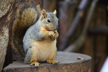 amerikanisches Grauhörnchen