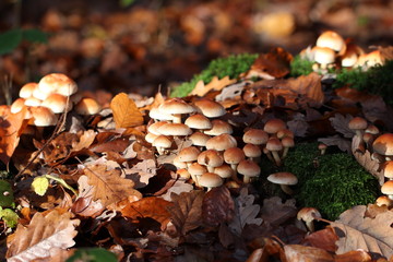 Wild Mushrooms