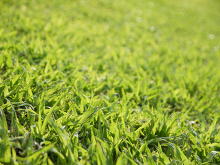 green grass macro close up