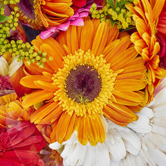 orange gerber daisy close up, natural background