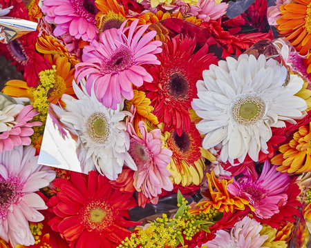 a feast of colorful gerberas, natural background