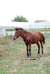 Horse on grazing field in village