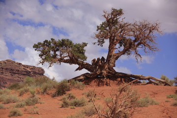 genévrier dans Monument Valley